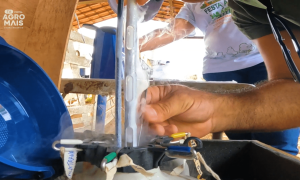 Genética que transforma: FIV fortalece a pecuária leiteira no Ceará