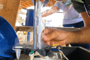 bezerro saudável no sertão, resultado da fertilização in vitro