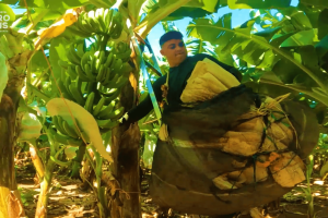 Produtores aprendem novas técnicas na fruticultura cearense durante evento da PEC Nordeste