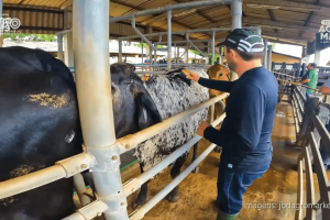 Concurso Leiteiro da PEC Nordeste apresenta vacas de alta genética em estrutura moderna