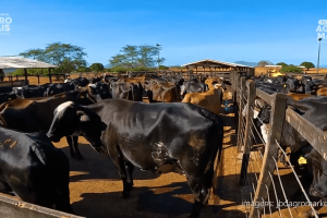 Vacas com genética leiteira cearense em ordenha moderna