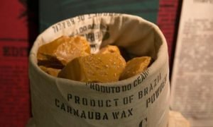 Ceará lidera a produção de cera e pó de carnaúba no Brasil: confira os números