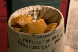 Ceará lidera a produção de cera e pó de carnaúba no Brasil: confira os números
