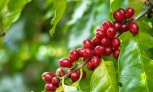 Café Robusta: Por que Seu Preço Continua Acima do Arábica?