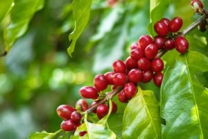 Café Robusta: Por que Seu Preço Continua Acima do Arábica?