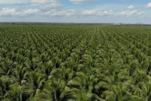 Vista aérea de uma plantação de coqueiros que representa a expansão da cocoicultura no Brasil.