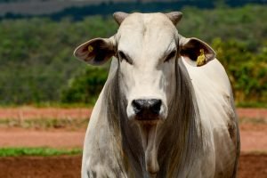 Boi Gordo Continua em Alta, Atingindo R$ 238/@, Impulsionado pelo ‘Boom’ das Exportações