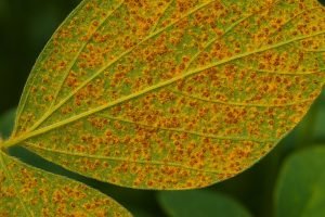 Vazio sanitário obrigatório para erradicação da ferrugem asiática entra em vigor