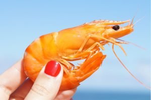 Brasil abre mercado exportador de Camarão para Austrália!