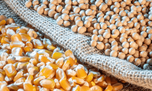 Brasil eleva estimativas de soja e milho para a safra 2024/25, segundo Conab