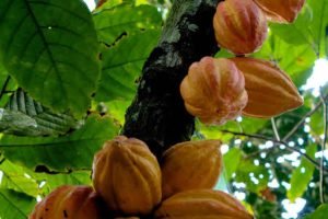 Unicamp extrai isoflavonas do farelo de soja e cacau