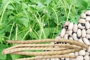 Alimentos milenares do semiárido