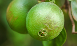 Produtores comemoram a produtividade do limão-tahiti no Semiárido