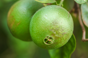 Fruticultores colhendo limão-tahiti em propriedade rural no Semiárido