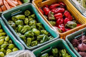 Agricultores colhendo alimentos saudáveis em territórios rurais do Nordeste