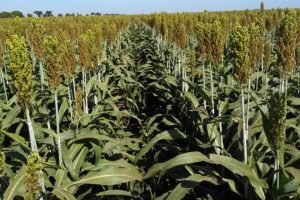 Herbicida ampliado: agora também eficaz no sorgo!