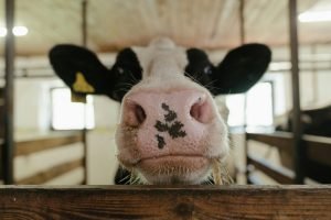 Projeto de Desenvolvimento e Melhoramento Genético da Bovinocultura de Leite no Estado do Ceará