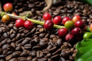 Exportação de Café e Algodão do Brasil Supera Totais do Ano Passado