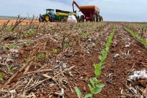 150 Dias Sem Chuva no MT: Seca Extrema Ameaça Plantio de Soja e Compromete Safra de Algodão