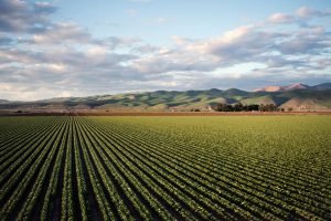 Crescimento do Agronegócio no Ceará em 2024