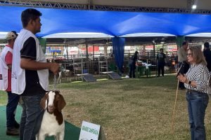 Raças caprinas do Nordeste: panorama completo na Expocrato 2026