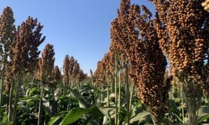 Exportação de sorgo brasileiro para a China pode começar em 2025