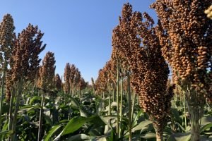 Exportação de sorgo do Brasil para a China pode ocorrer ainda em 2025