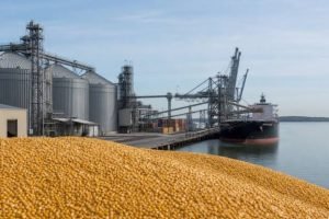 USDA reduz produção e estoques de milho dos Estados Unidos em setembro de 2026