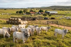 Cepea/Esalq documenta boi gordo com alta de 8,6% e bezerro com +10,4% no acumulado de 2026 — exportações aquecidas e oferta ajustada sustentam os preços com Indicador em R$ 347,40 por arroba