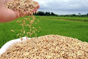 Conab prepara compra de arroz para recomposição dos estoques públicos