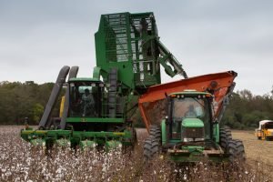 Colheita do algodão se aproxima de 60% no Brasil 