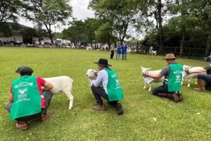 Feiras agropecuárias movimentam economia do interior do Ceará em setembro