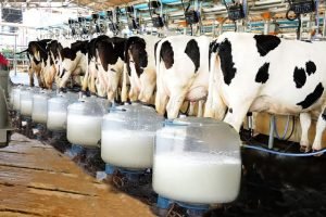 Alagoas vai bonificar produtores por qualidade do leite a partir de novembro
