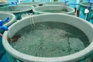 Pesca e aquicultura entram em agenda de crédito e projetos no Rio Grande do Norte