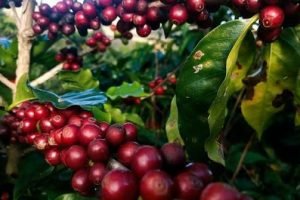 Piatã classifica 13 cafés para fase nacional do Cup of Excellence
