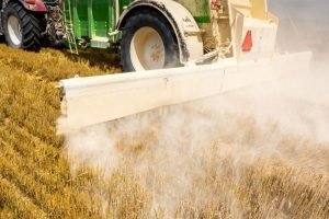 Experimento com eucalipto testa efeito do gesso agrícola no crescimento inicial