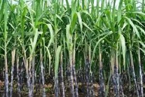 Açúcar: Centro-Sul reduz produção e déficit global chega a 2,1 milhões t