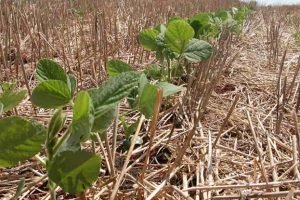 El Niño eleva atenção para riscos climáticos na safra 2026/27