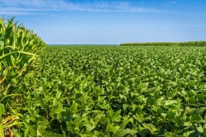 Soja: prêmios nas máximas e basis elevado antes do DATAGRO de quinta