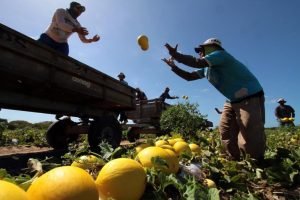 Atividades agropecuárias que compõem a economia do Ceará
