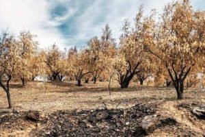 Plantação de milho na Europa sob condições de seca e calor