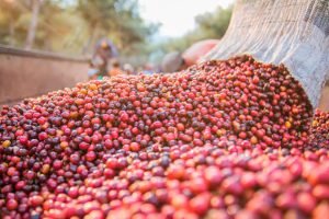 Brasil projeta recorde de 67,6 milhões de sacas de café
