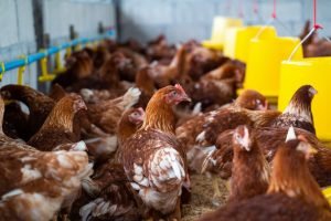 Profissionais de defesa agropecuária monitoram estabelecimento avícola.