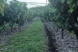 Petrolina e Oeste da Bahia discutem nova fronteira de cacau irrigado
