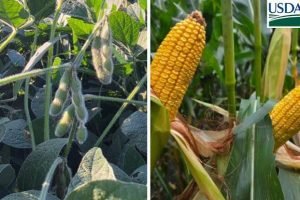 Colheita de soja nos Estados Unidos monitorada pelo USDA