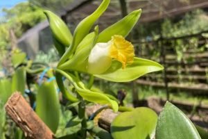 Baunilha cultivada sob sombreamento em Mato Grosso do Sul