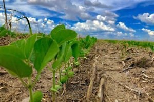 Oeste da Bahia inicia soja antecipada em 141 mil hectares