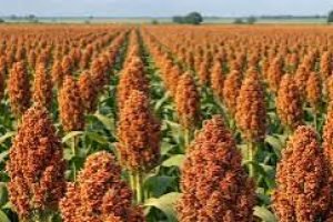 Sorgo brasileiro ganha alternativas de venda no mercado externo