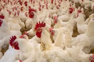 Frango brasileiro mira novembro para possível retomada na UE