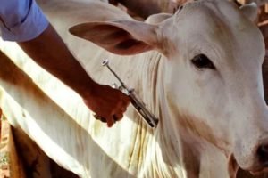 Banco de antígenos reforça resposta brasileira à febre aftosa